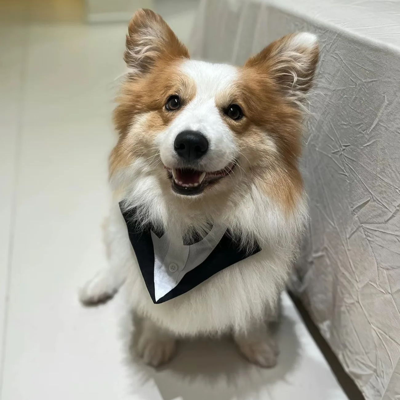 Suitsupply Wedding Tuxedo - Roupas para Cães de Estimação: Traje
